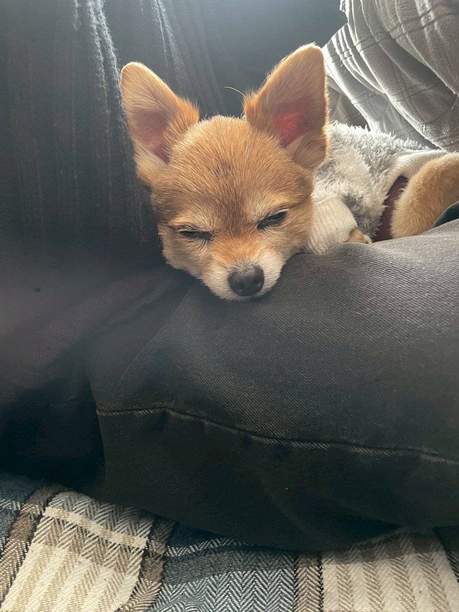 8/10より仙台市内で行方不明となっております、アメちゃん。いまだ目撃情報皆無です💦
人手足りず、ポスティングボランティアを募集することとなりました。
お力添えいただける方はリプまたはDMお願い致します🙇💦
#仙台市　#迷子犬　#情報求む
#ポスティングボランティア募集
#拡散希望