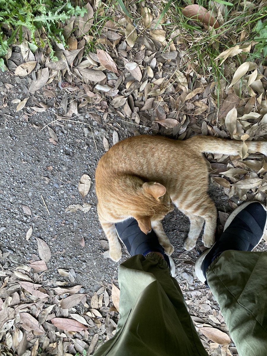 ニャン太郎 ニャン太郎 (@nyantaroo) / X