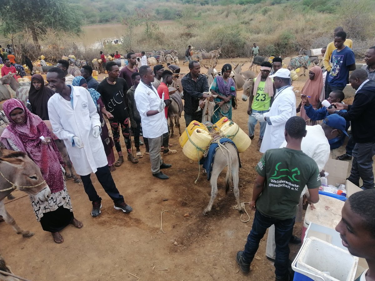 Africa Network for Animal Welfare tweet media