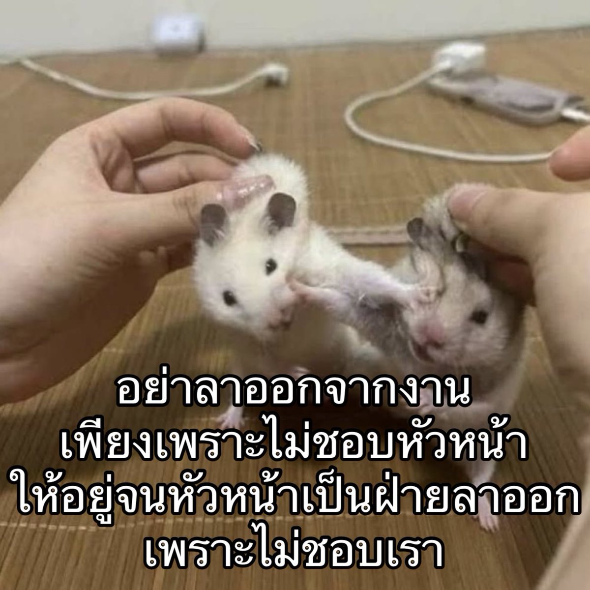 สุดยอดพิษที่นี่ต้องเป็นฉัน