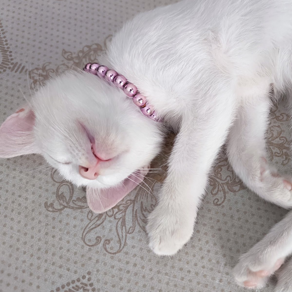 Hazırsanız bir ısırık alıyorum