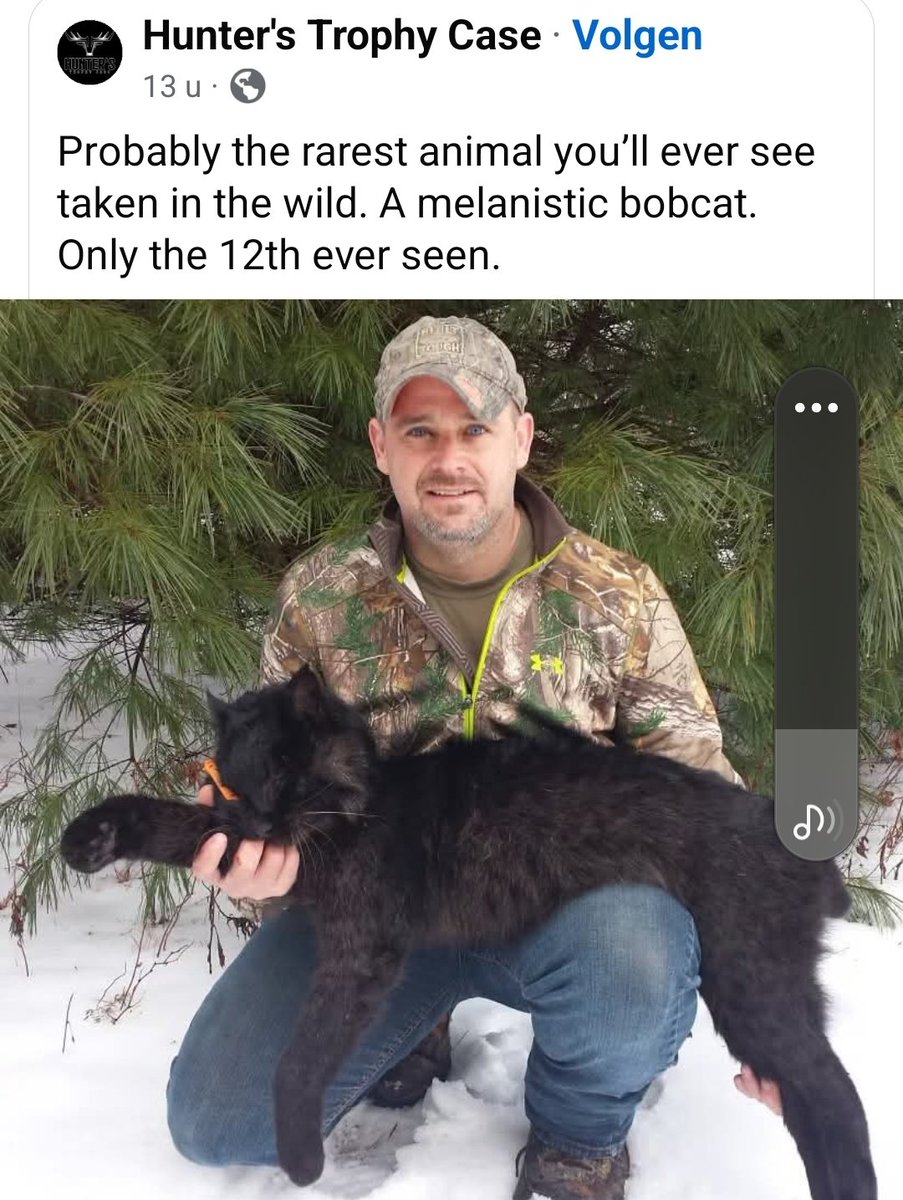 Tears won’t stop. The rarest of the rare—a melanistic bobcat, only the 12th ever seen in the wild… and it’s gone, taken by a gun. How can we call ourselves stewards of this earth when beauty like this is erased forever?