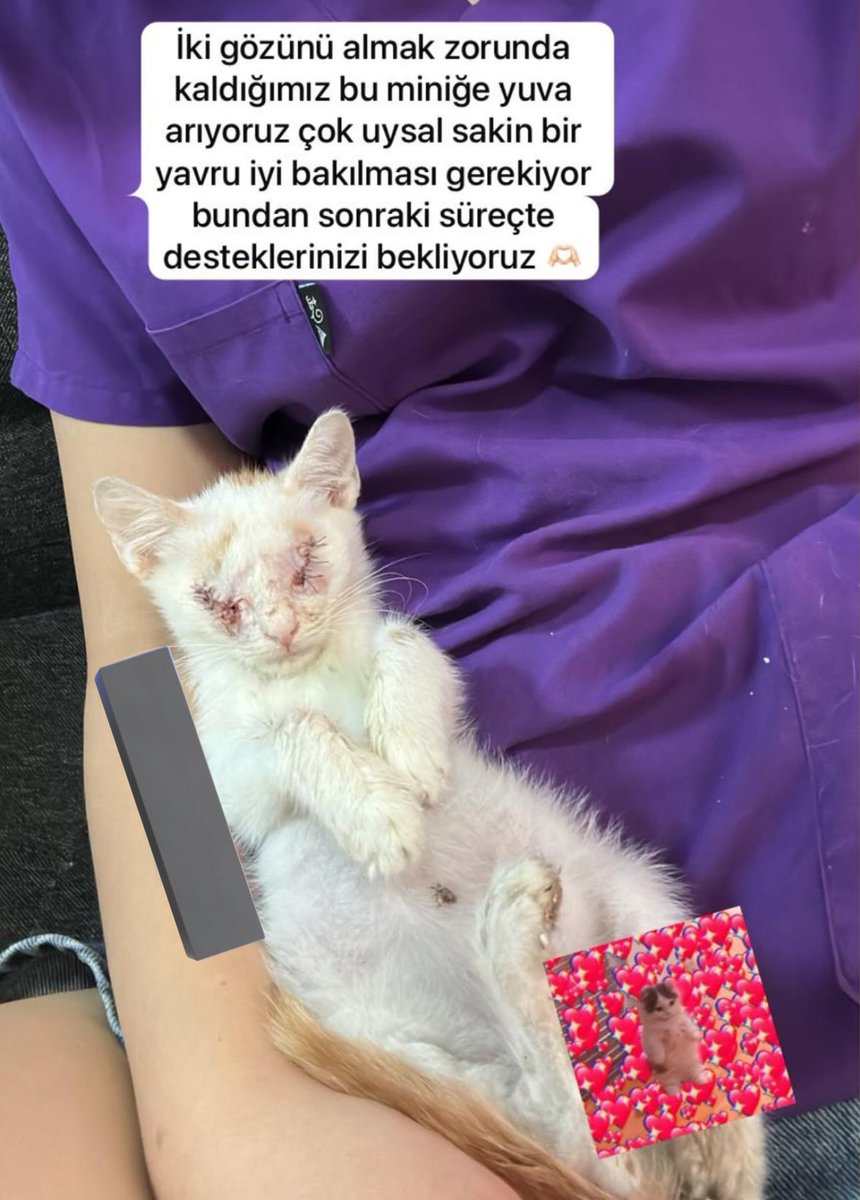 keskemkediolsm's tweet photo. Bu bebeye yuva arıyoruz lütfen olabildiğince paylaşalım 
@berkozdemiirrr @pikacusarigot @cucekedykofte @kediutkuu @bendogurdum @zeynepyldrmoo https://t.co/qol9C3OCZE