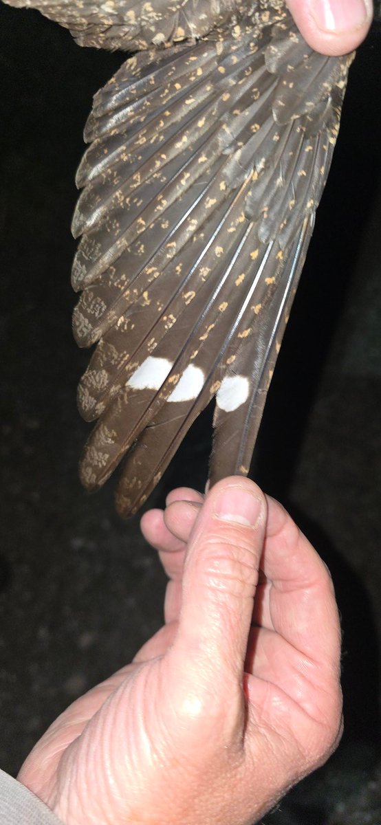 West Midlands Ringing Group (@ringerswm) on Twitter photo A magical team evening for project Nightjar saw us catch 7 new Nightjars, with 4 Juvenilles, 2 males and 1 female.
Our birds will be migrating soon, but there were still over 25 seen this night with thermal cameras. #nightjar #wildlife A magical team evening for project Nightjar saw us catch 7 new Nightjars, with 4 Juvenilles, 2 males and 1 female.
Our birds will be migrating soon, but there were still over 25 seen this night with thermal cameras. #nightjar #wildlife