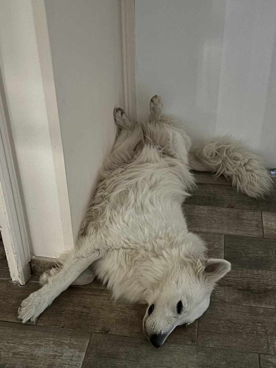 fionaaaa_a's tweet photo. Mon chien est cassé je crois https://t.co/3XypcfPMUL