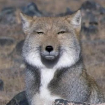 _cherari's tweet image. 티벳여우 강영오
이런발언