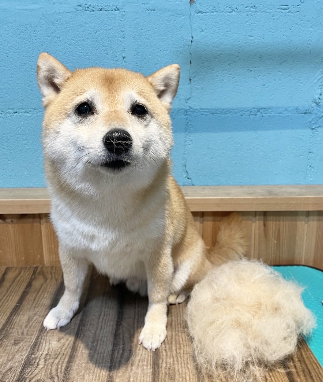 ハンドメイド ☆ びろーんと犬　柴犬 Yahoo!オークション - 羊毛フェルト 豆柴 柴犬 犬 ハンドメイド 芝生