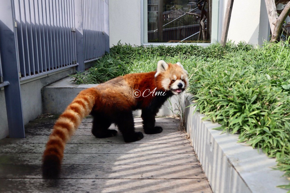 周南市徳山動物園　レッサーパンダ　キーホルダー　山口県　刺繍　zoo　ルールー 周南市徳山動物園 レッサーパンダ キーホルダー 山口県 刺繍 zoo