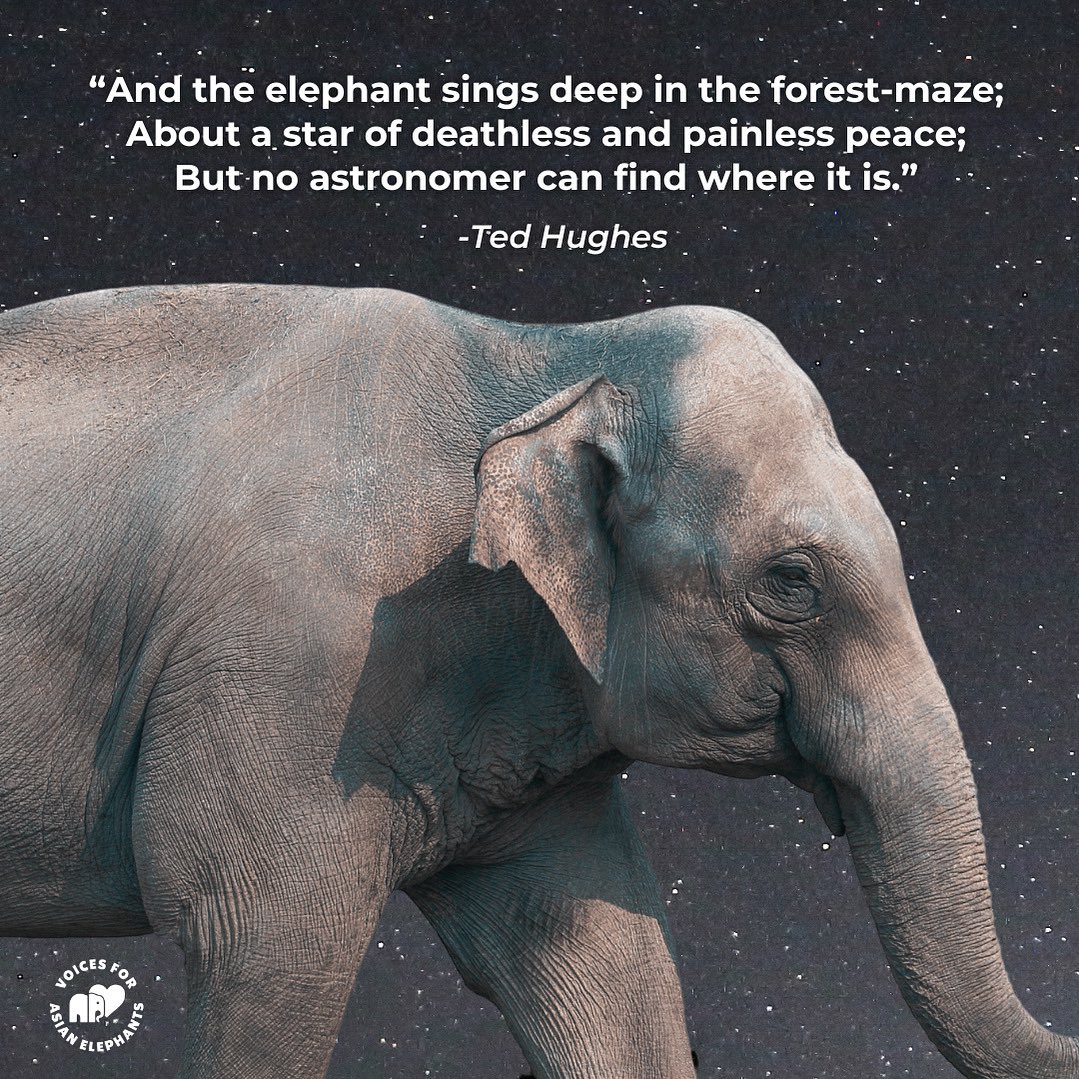 Deep in the forest, the elephant sings a song of peace🐘—deathless, painless, and beyond human sight. This star of hope can’t be found in the skies but lives quietly in our hearts 💚. Today, listen inward , find the peace within, and let it guide your compassion and strength.