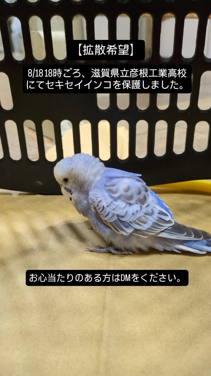 コザクラインコ 剥製 インコ - Search / X