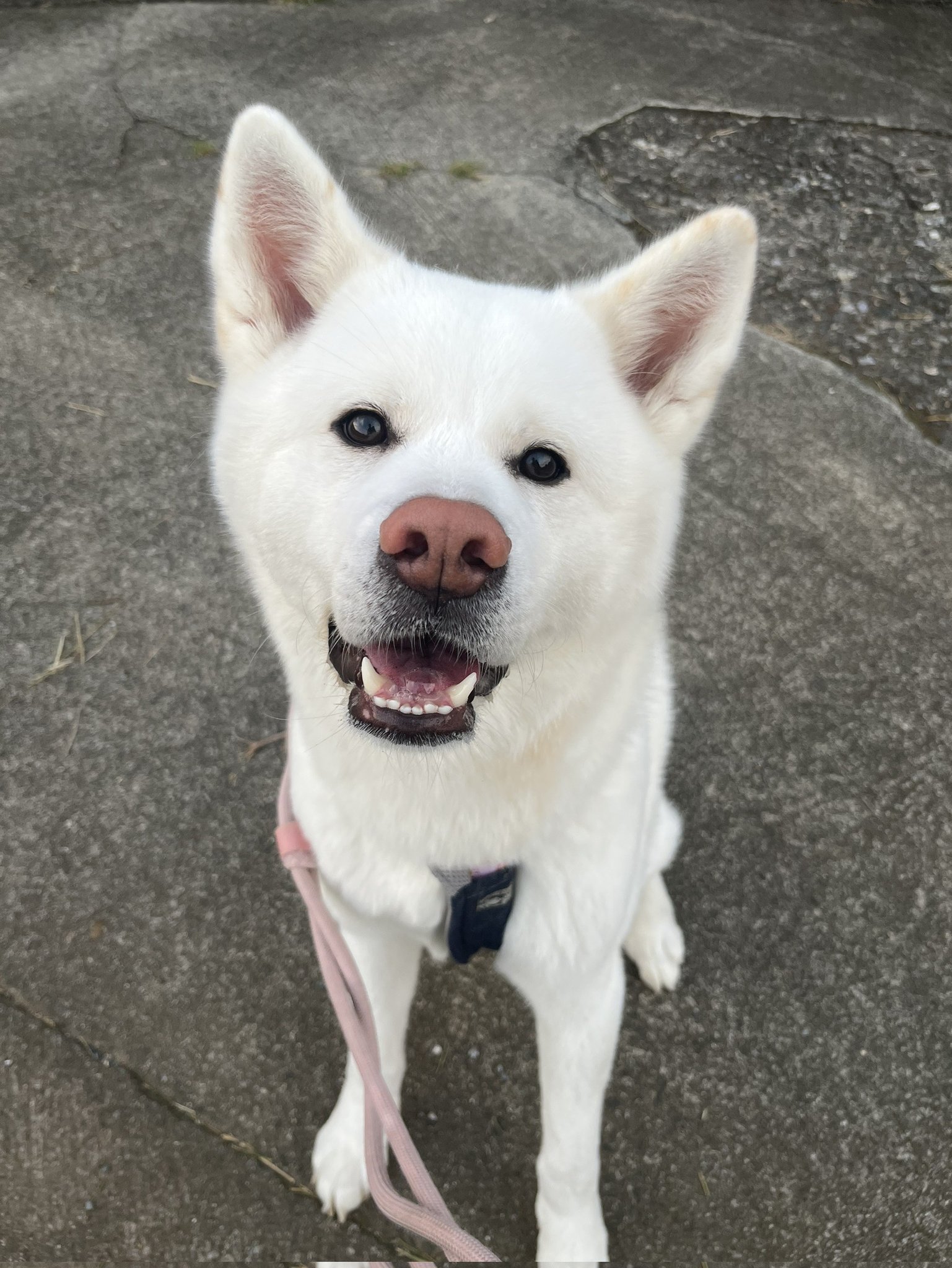 秋田犬 こまち日和 on X: 