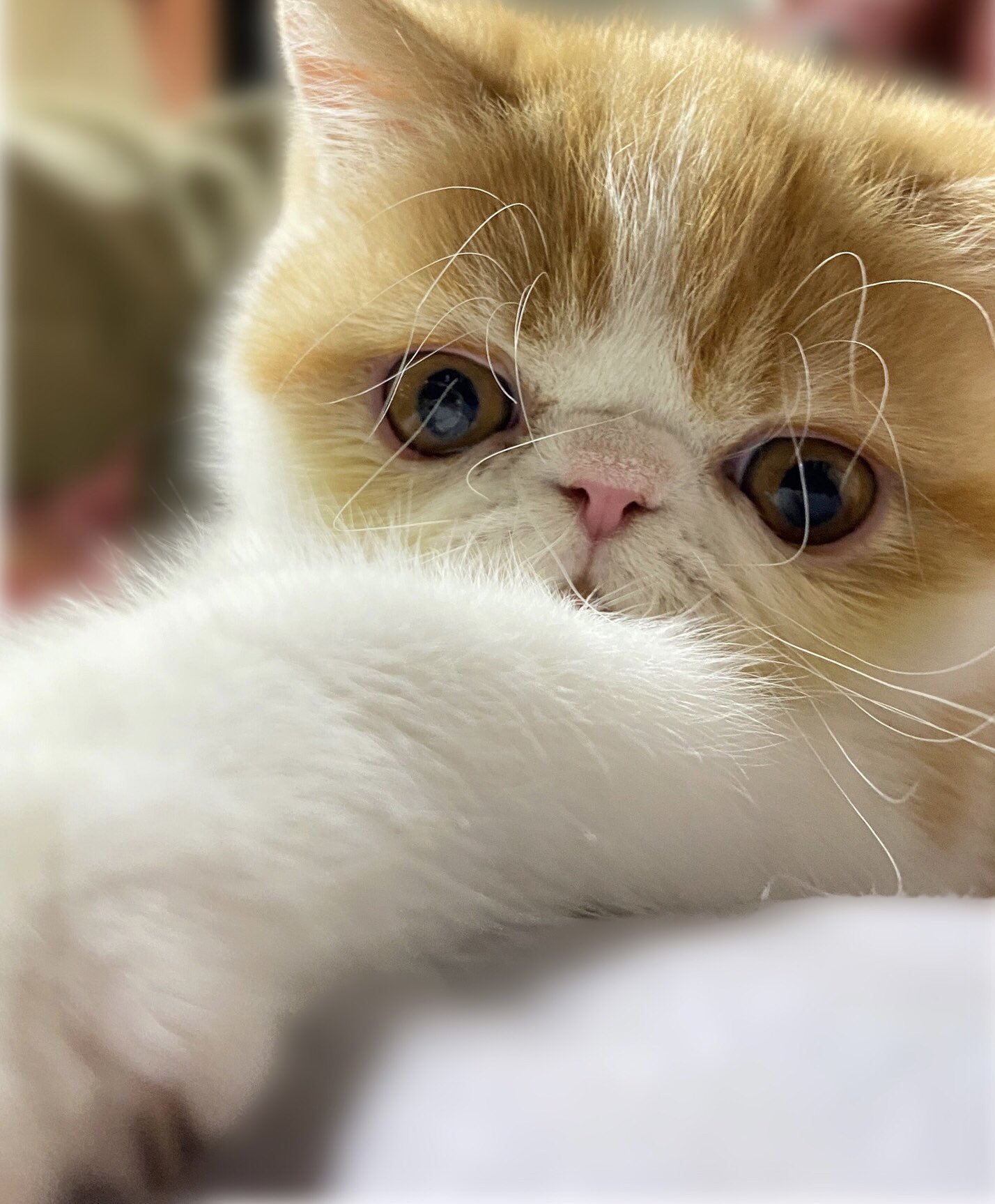 Whiskers Cat on X: 