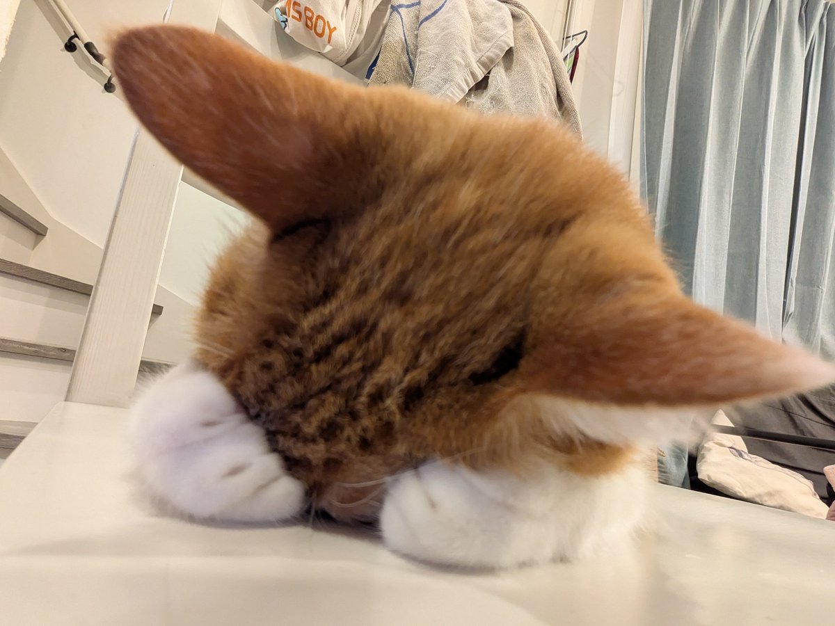 ごめん寝ってなんでこんなに癒されるんかな
めんどくさい事や嫌な事があってもまぁええかって気持ちになれる

というわけで晩メシ作らんとこ🤣
ﾅﾝﾃﾞﾔﾈﾝ( 　'-' )ノ)`-' )ぺし

#猫のいる暮らし #猫好きさんと繋がりたい