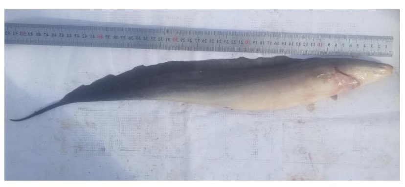 Scientific Name: Gymnarchus niloticus
 
Gymnarchus niloticus is an eel-like African knifefish that uses electric fields to navigate and communicate in murky freshwater habitats. 

#Africa #Fish #Biodiversity #fish #aqua #negeclab