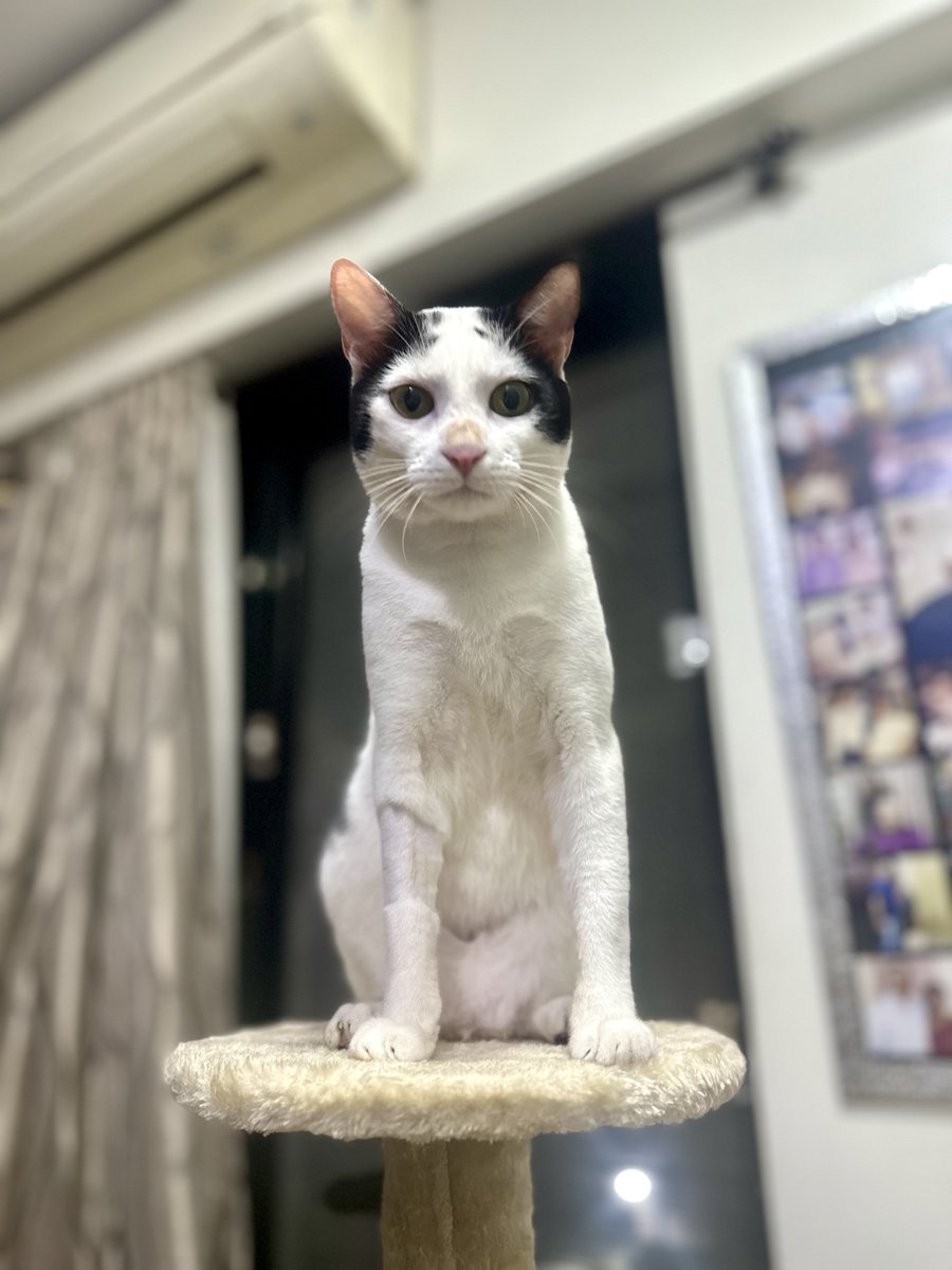 my cat staring at me like he’s a villainous overlord