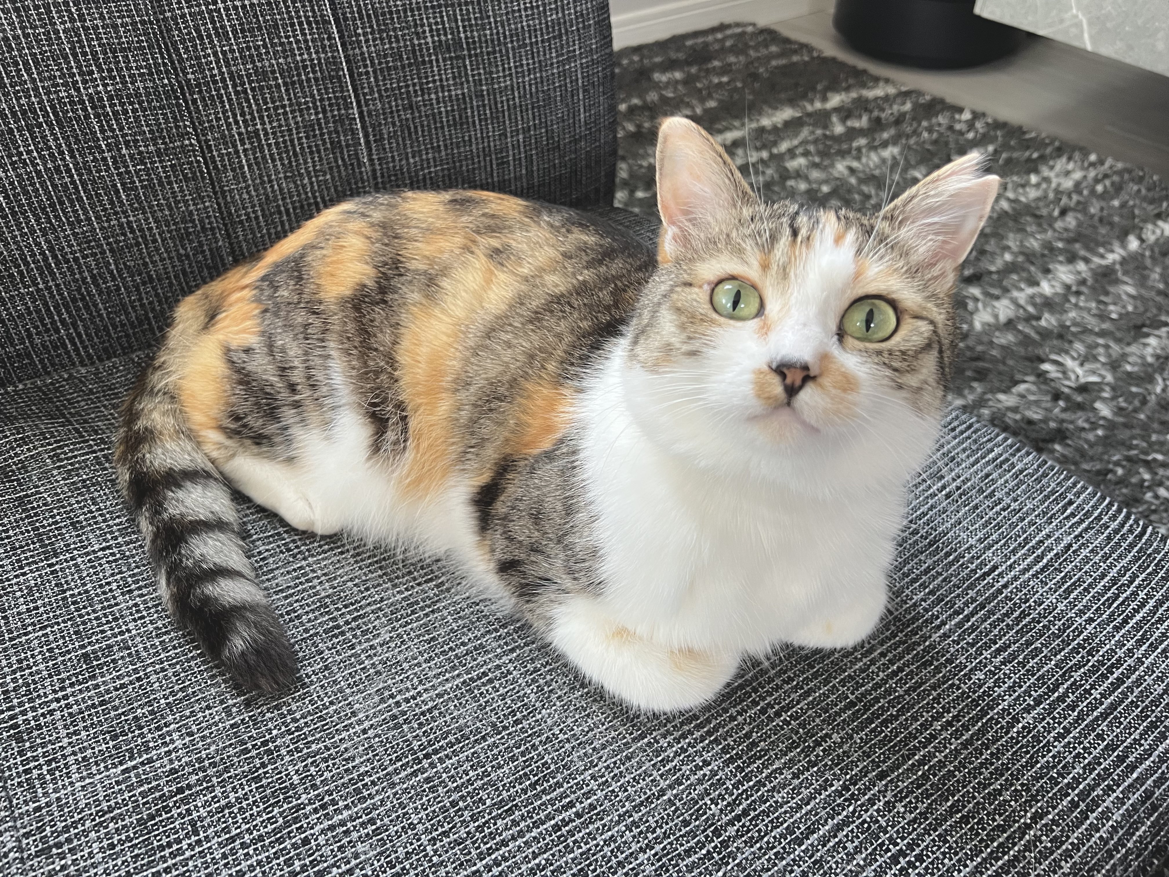 三毛猫♡ お座り三毛猫｜WooBia公式オンラインショップ – WooBia