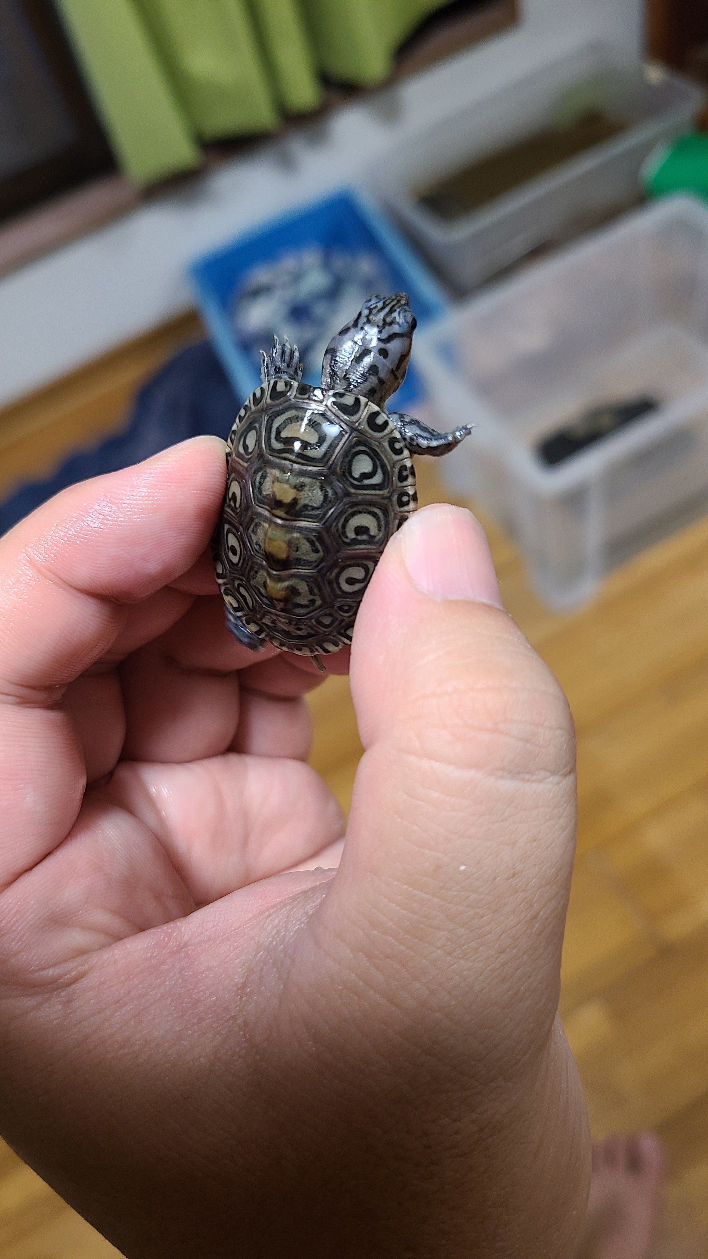 ウサギとカメ　【希少品】コカコーラ　タイピン うさぎ用 ファンシー うさぎとひよこ 全6種コンプリートセット