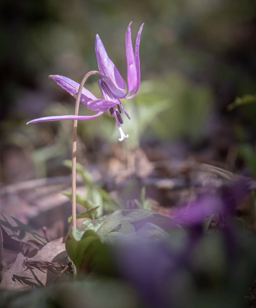 Izabela-Elizabeth (@izabelazapp) on Twitter photo 