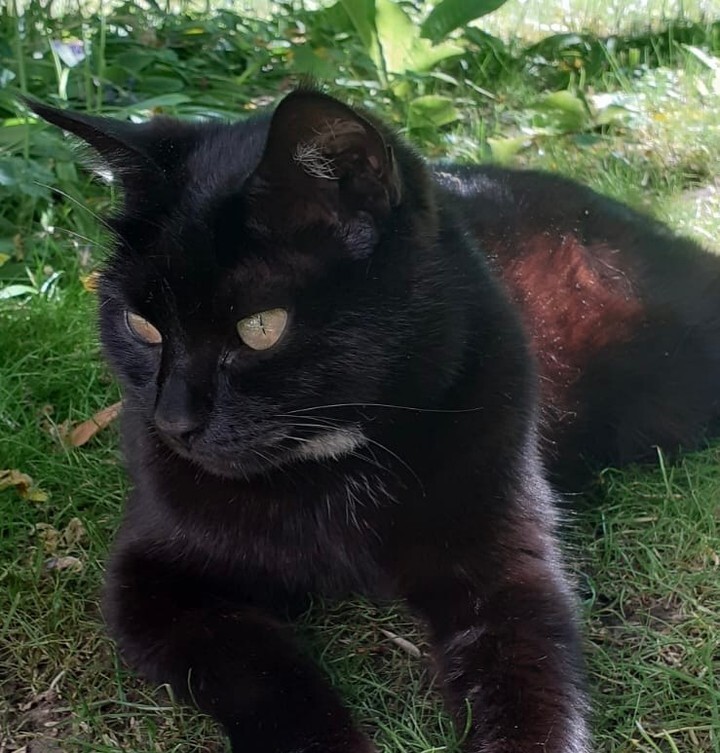 VigiPets.fr (@vigipets) on Twitter photo 🟠 🐱 Chat perdu le 07/08/2025 à Arradon (56610).
Race : Européen / Âge : 10 an(s)
Chipy / Femelle / Identifié(e) : Oui
☎️ 0622698089
📧 margueritecorlay@orange.fr
#VigiPets #chatperdu #chattrouve #chat #perdu #trouve 🟠 🐱 Chat perdu le 07/08/2025 à Arradon (56610).
Race : Européen / Âge : 10 an(s)
Chipy / Femelle / Identifié(e) : Oui
☎️ 0622698089
📧 margueritecorlay@orange.fr
#VigiPets #chatperdu #chattrouve #chat #perdu #trouve