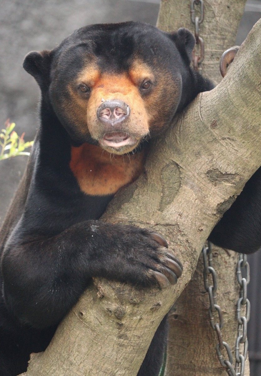 くしゃみの前のむずむずʕ￫ᴥ￩ʔ 💦
🧡2025.8.16🧡