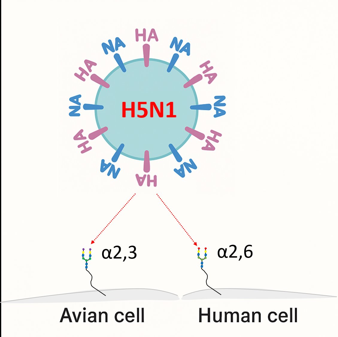 Post 29 — Adaptation Underway: H5N1 Is Narrowing the Gap Toward Human-to-Human Transmission

The H5N1 clade 2.3.4.4b has changed a lot since it circulated only among birds. Since 2010, it has accumulated adapative mutations that increase its ability to infect mammals, 1/10