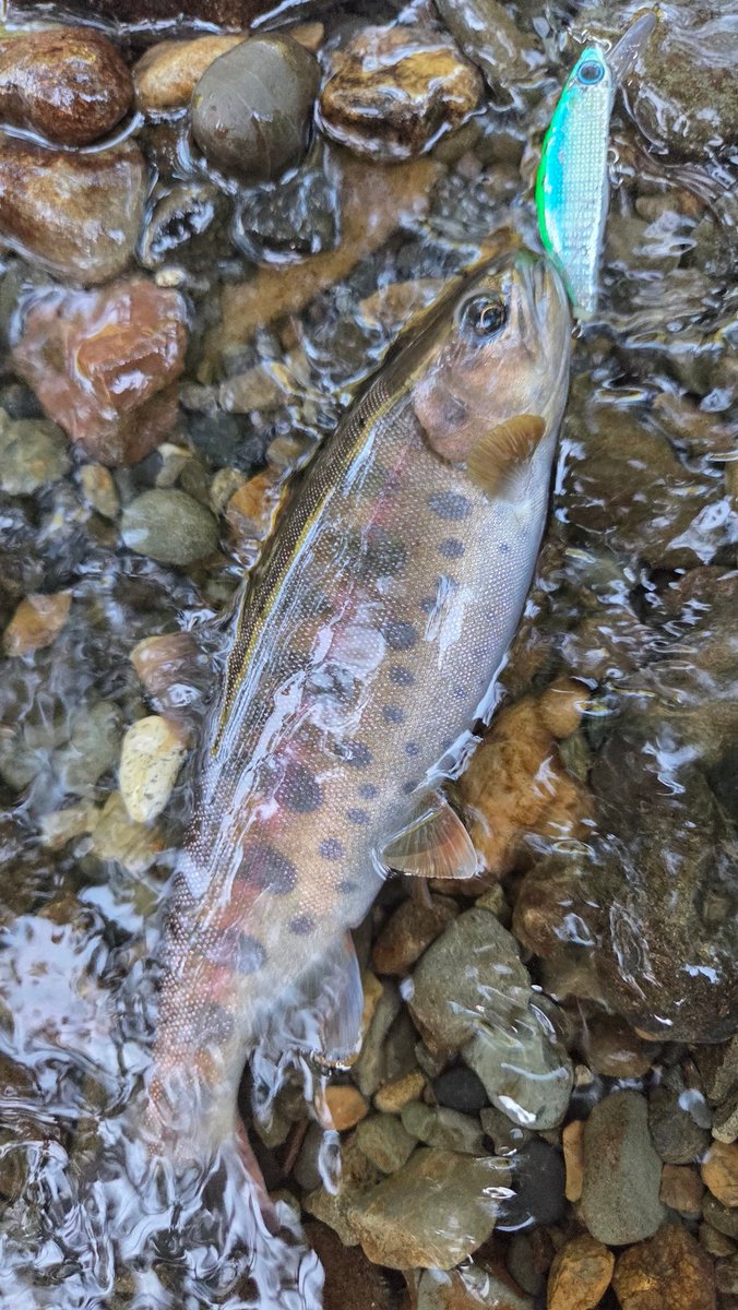 ゼロカロリー - Search / X