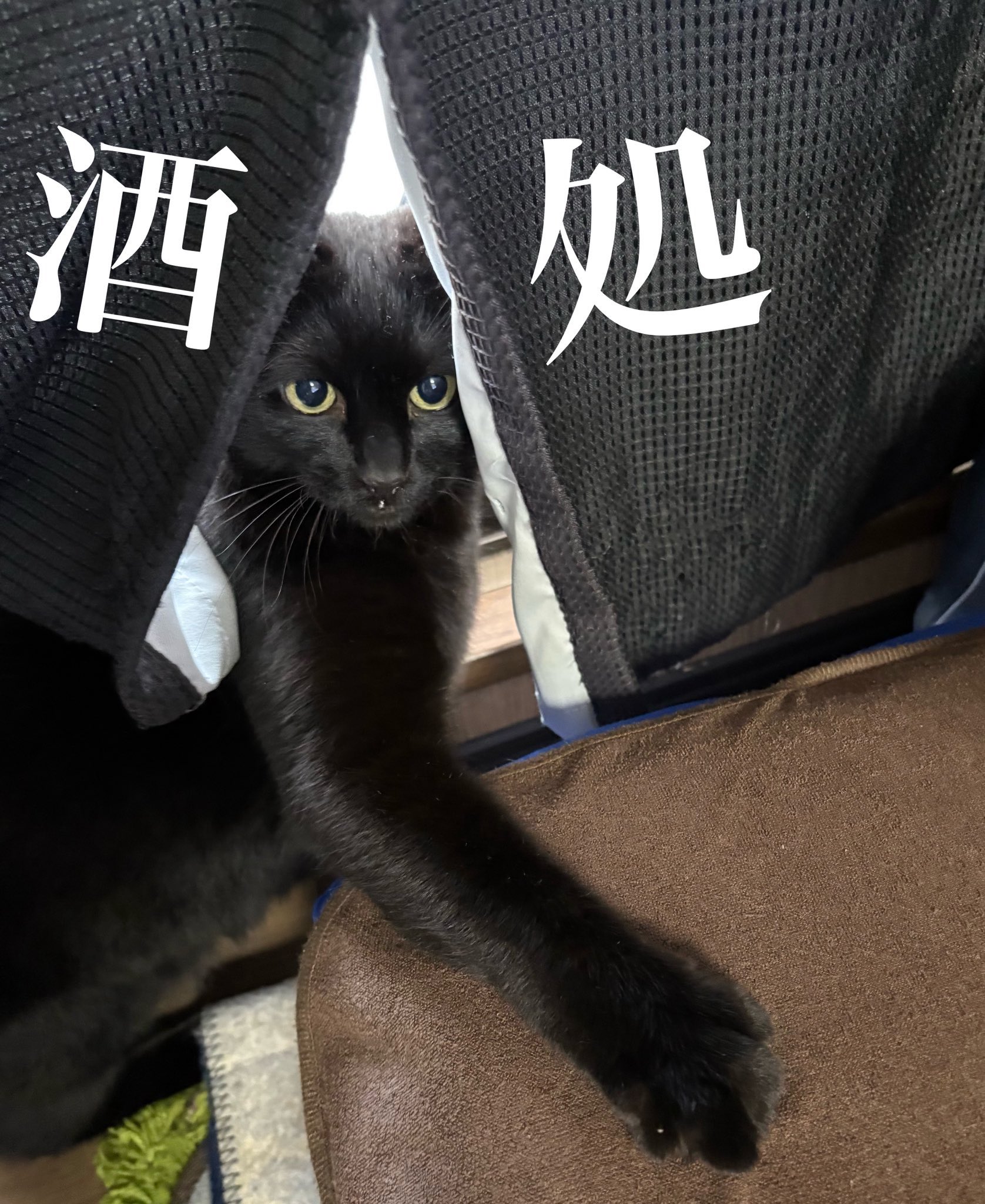 猫A 画像1 ＋ 8 画像19おまけ！　最終値下げしました！ おせちちゃん🍱 on X: 