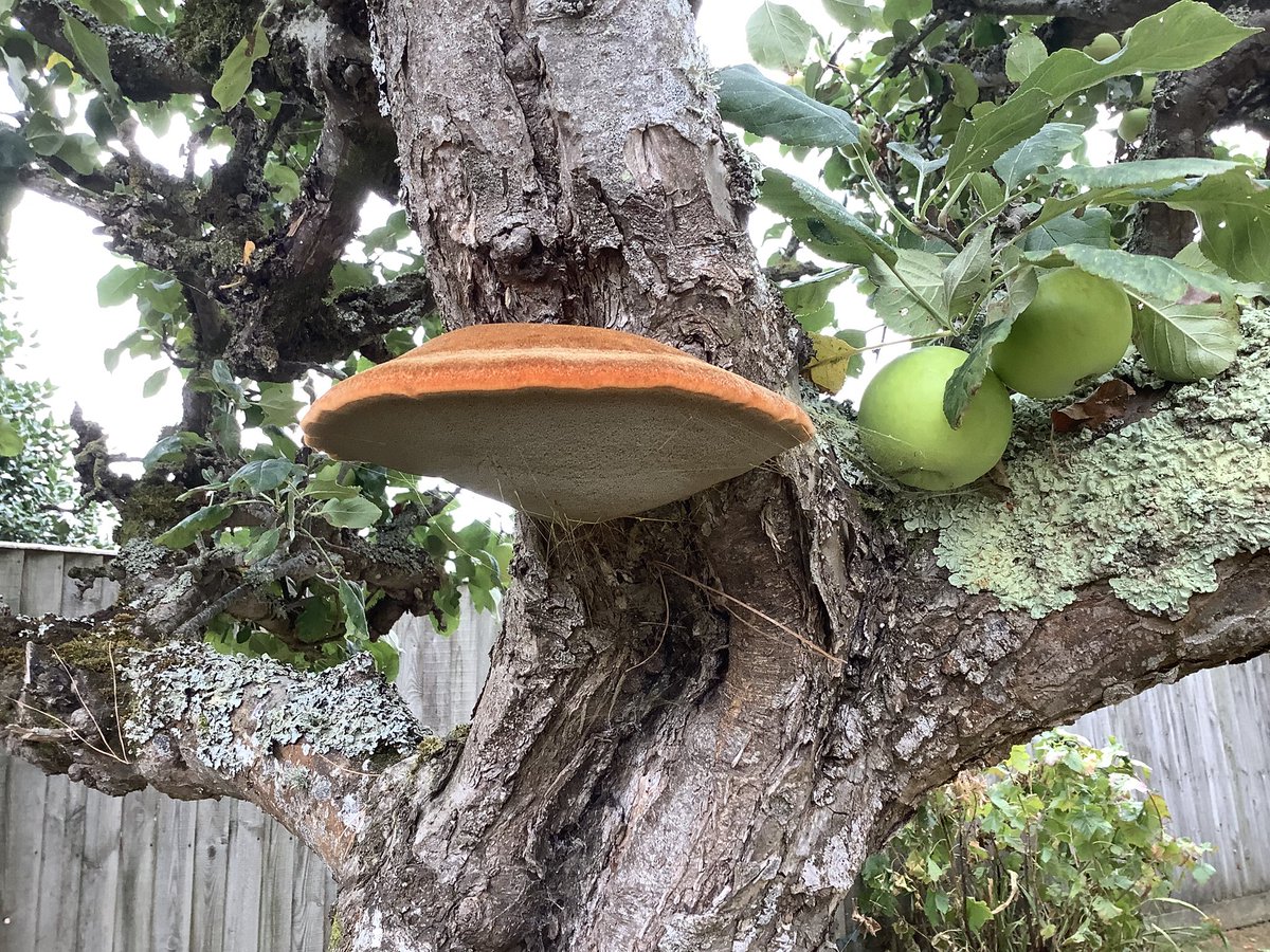 Beautiful specimen in the garden today