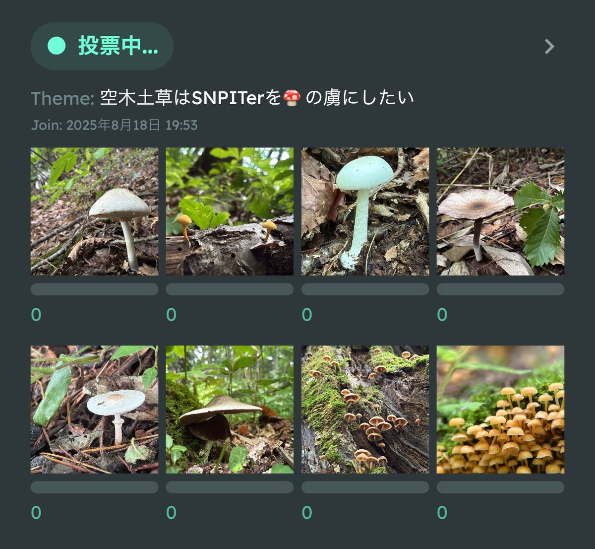 今日撮ったきのこでChoose it
皆がきのこに魅了されれば私の一人勝ちだ！🍄⸜( ¯⌓¯ )⸝🍄
 #SNPIT