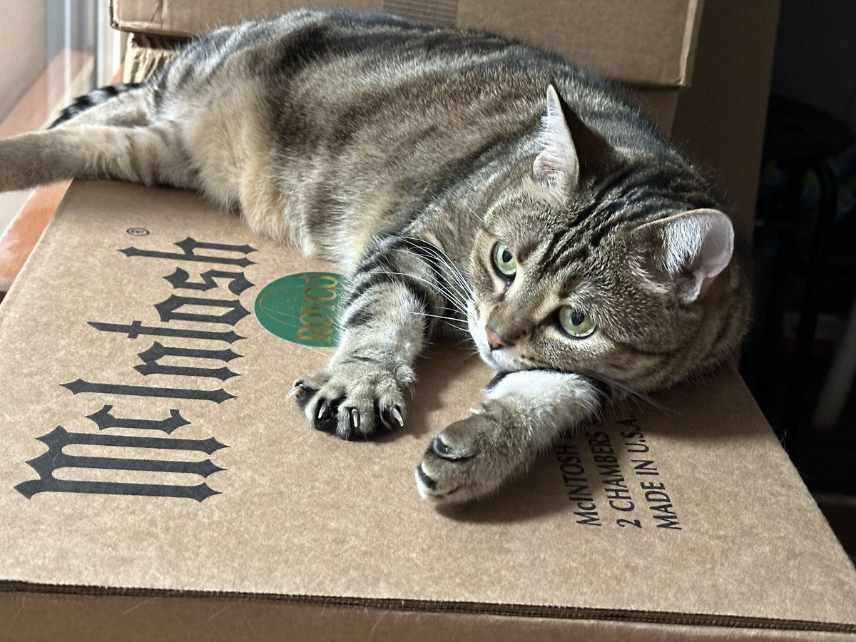 박스 풀셋을 위해 박스를 남겨두니 고양이가 좋아하네