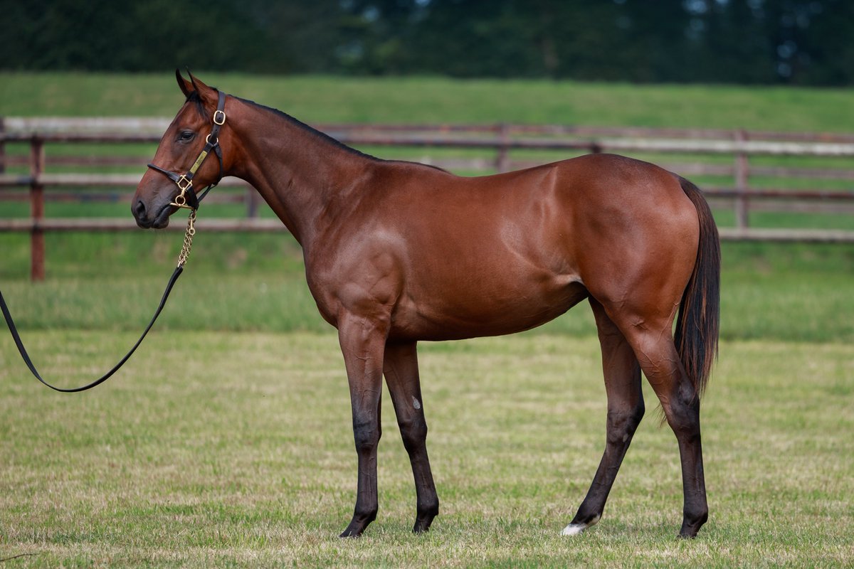 🇫🇷 Fresh from siring his 10th individual winner at the weekend, a #SpaceBlues filly from the family of G1 Poule d’Essai des Pouliches winner Precieuse sells for €125,000 to Société d'entraînment <a href="/CYLerner/">C&Y Lerner</a> <a href="/InfoArqana/">ARQANA</a> 

Congratulations to her consignor <a href="/La_Motteraye/">La Motteraye</a> 👏