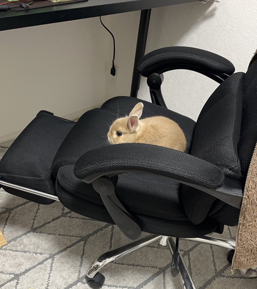 最近よくそこにいらっしゃるけど仕事代行始めたんですか？🐰💻

#ネザーランドドワーフ #うさぎ #rabbit #可愛い #うさぎのいる生活 #みそピー