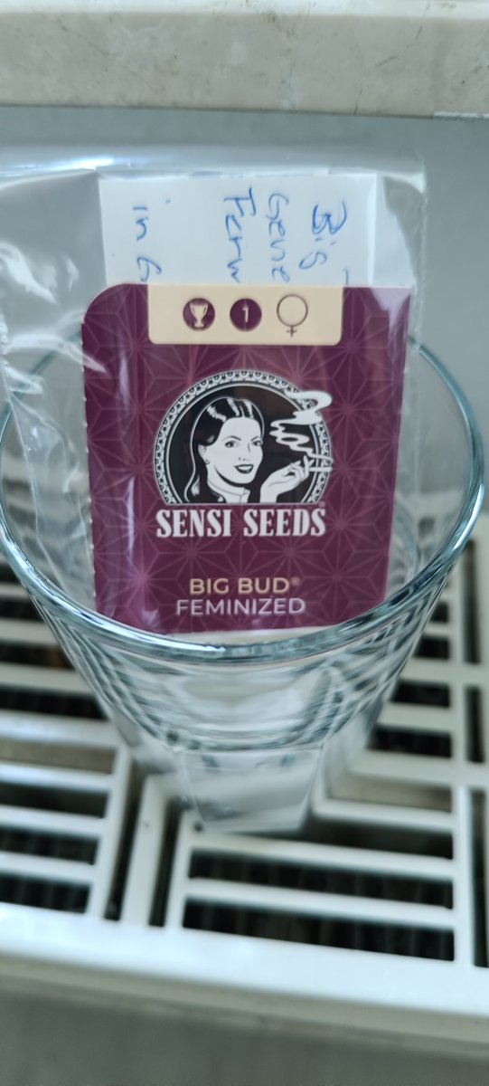 Letzter Versuch mit #SensiSeeds ,
Wenn der auch wieder nicht Keimen sollte,bin ich mit der Samen Bank dursch , obwohl, die Bank schon so lange besteht,so einen Driss zu verkaufen, habe schon an der Technik im nassen Tuch gezweifelt, aber ander gehen ja ohne murren an... Versuch