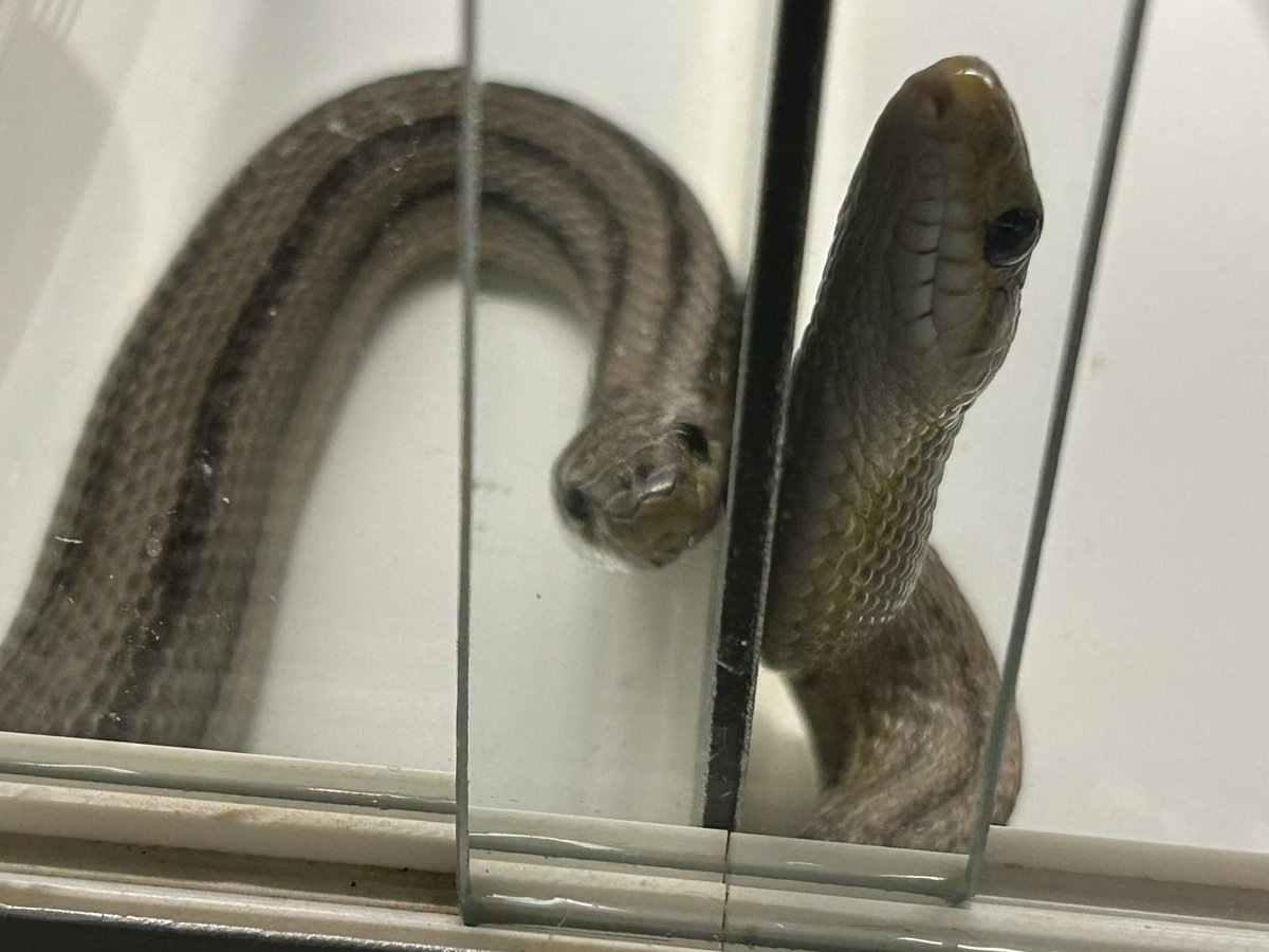 ryuushyou2014's tweet photo. 蛇ちゃん達のメンテ中 龍匠で生まれたアネリさんA B🐍
何か可愛かったんでパチリ📸 https://t.co/bQCnuYDvon