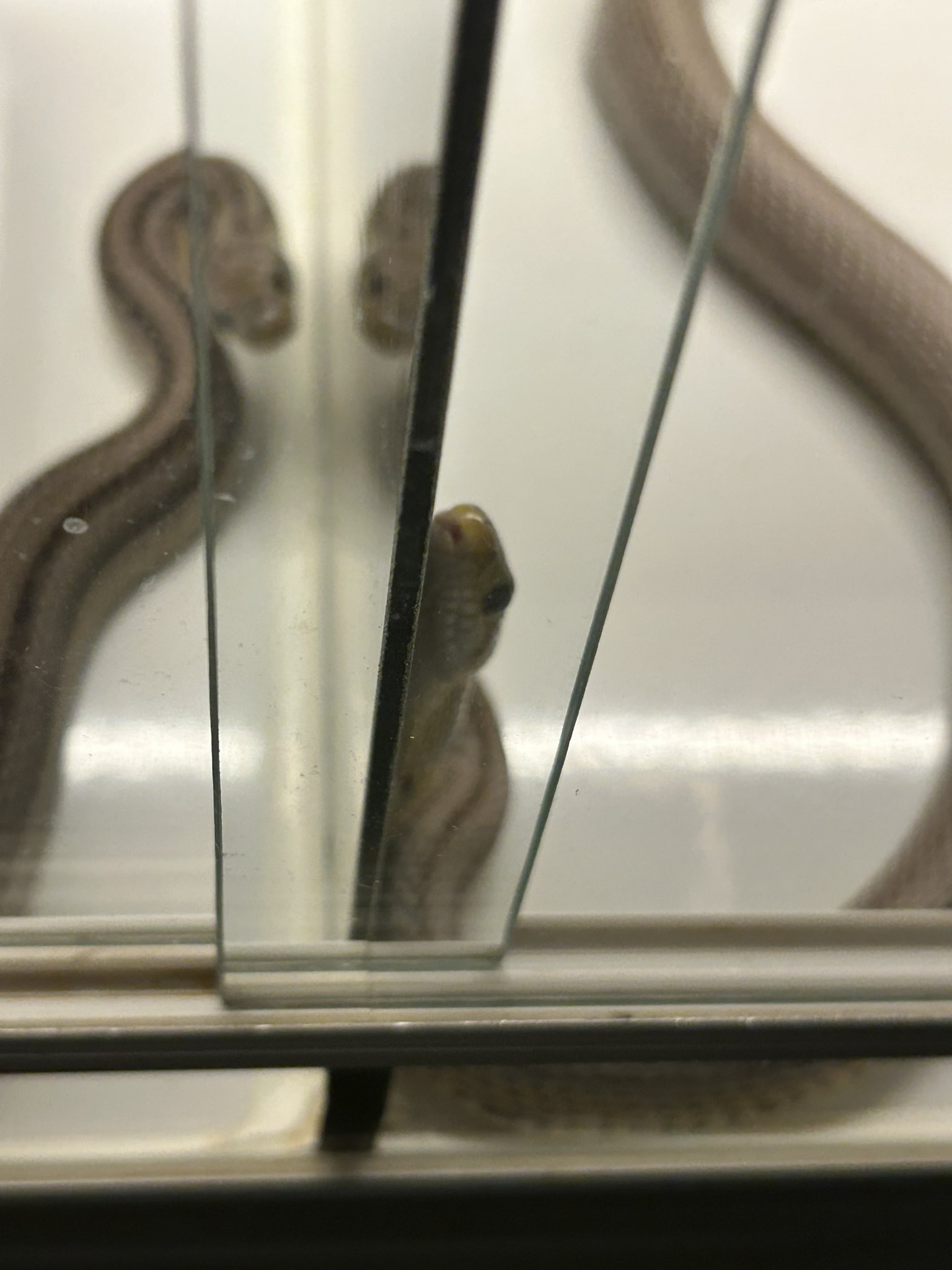 龍匠 (@ryuushyou2014) / X