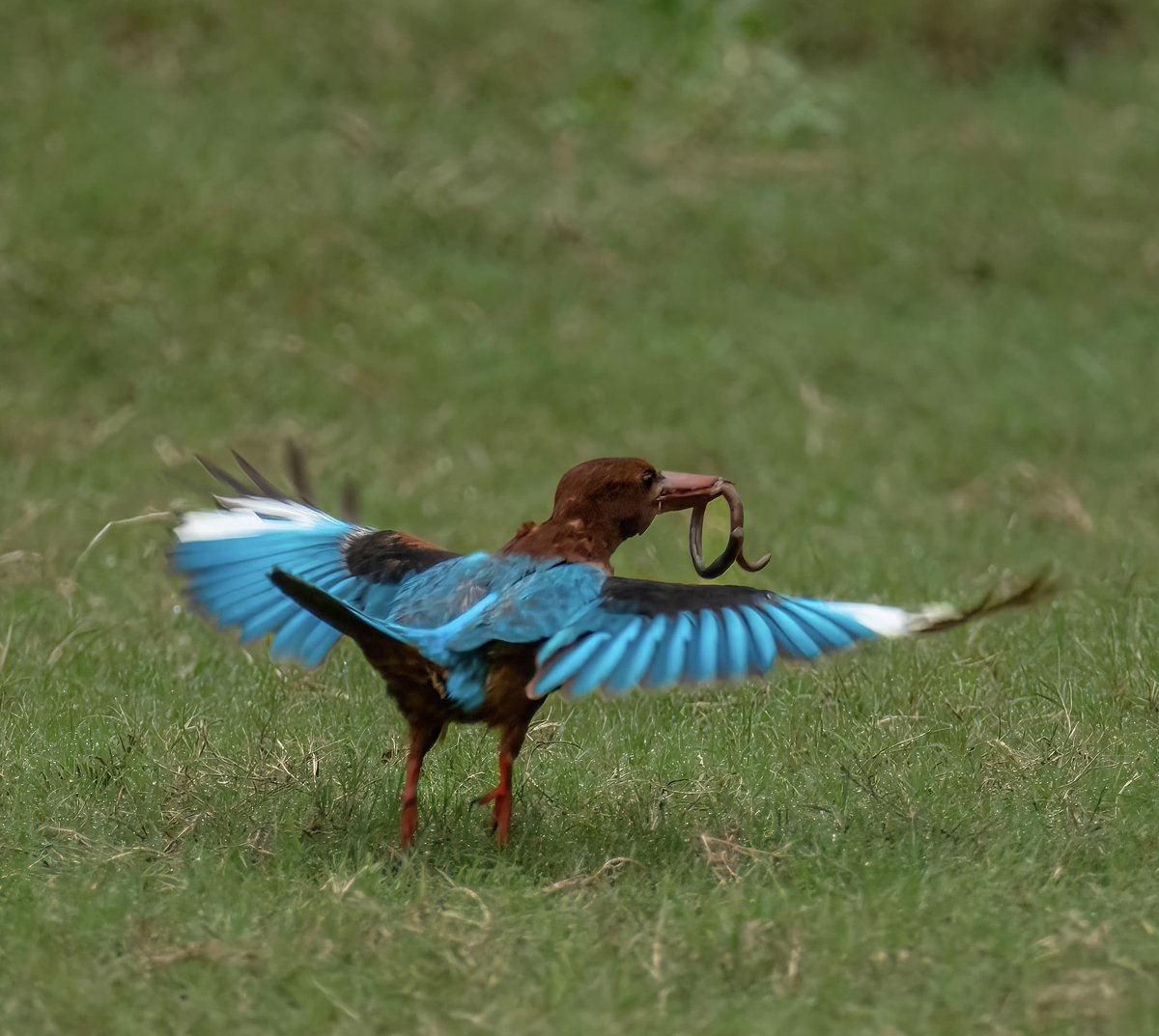 Faraz__Iqbal's tweet image. Through clear grass world it creeps,
An #earthworm stirs from hidden sleeps.
#Blue swoops down with sudden grace,
A spark of hunger lights its face.
Grass reflects the fleeting dance,
Of #nature’s hunt, of chance, of chance.

#pazartesi #vss365 #sasa #MUFC #TASTE #BINI #Birdland