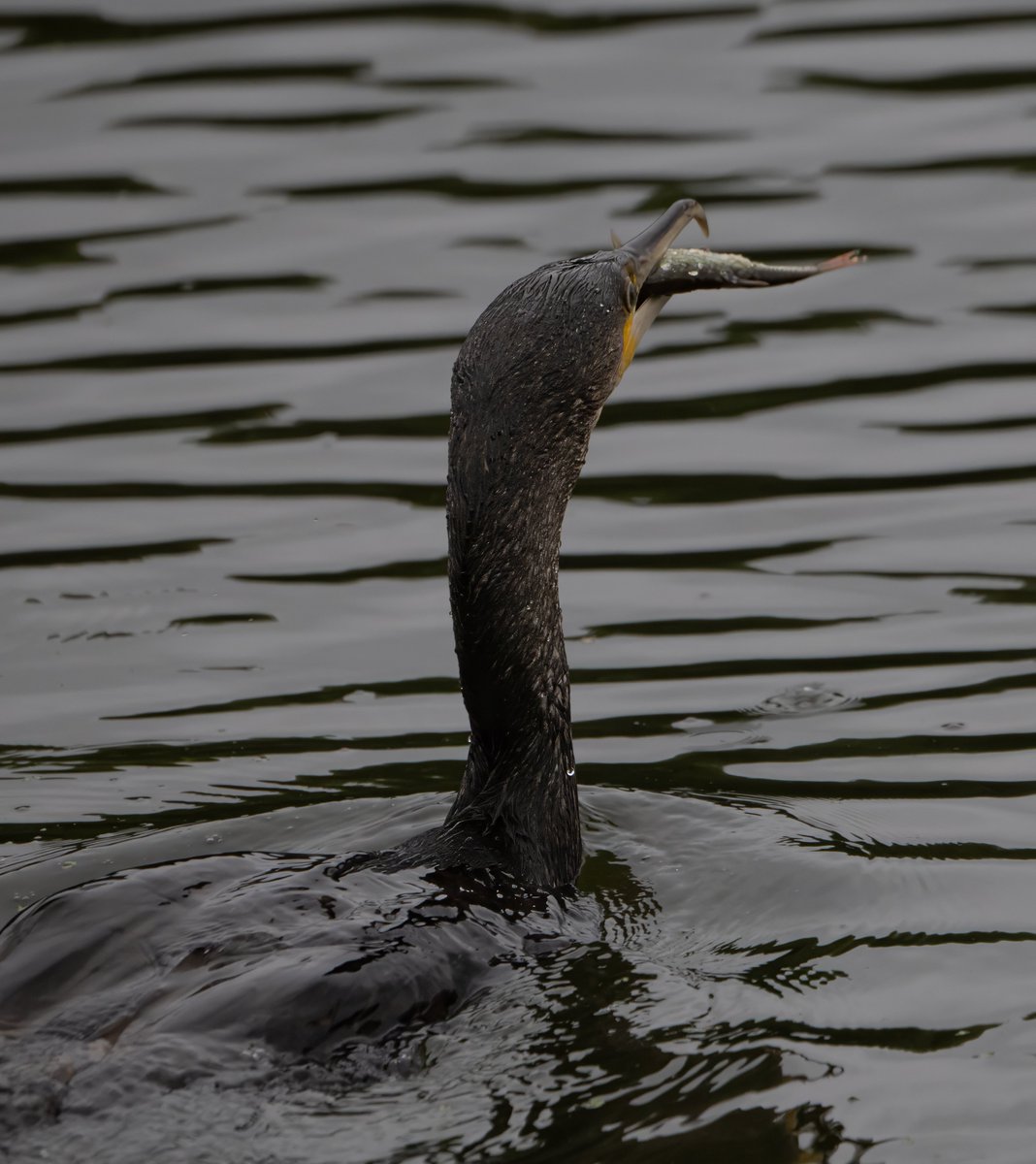 Brandon marsh reserve 18/08/25