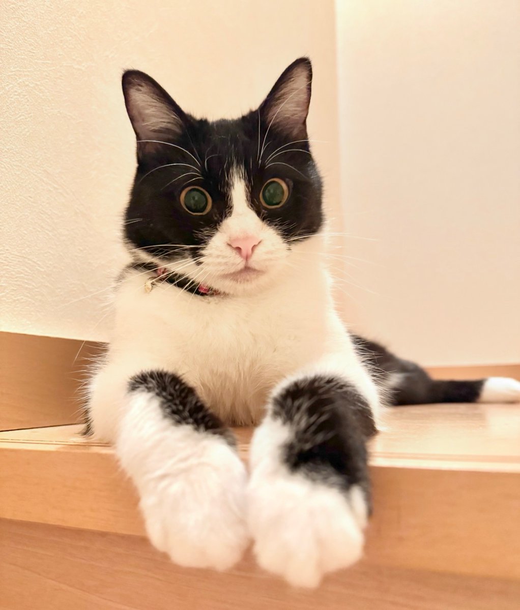 般若　吉田暁禾 鬼 - Search / X