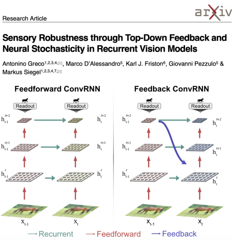 Antonino π Greco (@_antoninogreco) on Twitter photo Is top-down feedback enough for robust vision? 
We found ConvRNN with feedback connections exhibiting OOD robustness only when trained with dropout, revealing a dual mechanism for robust sensory coding
with Marco D'Alessandro, Karl Friston, <a href="/GiovanniPezzulo/">Giovanni Pezzulo</a> & <a href="/siegull/">Siegellab</a>
🧵👇 Is top-down feedback enough for robust vision? 
We found ConvRNN with feedback connections exhibiting OOD robustness only when trained with dropout, revealing a dual mechanism for robust sensory coding
with Marco D'Alessandro, Karl Friston, <a href="/GiovanniPezzulo/">Giovanni Pezzulo</a> & <a href="/siegull/">Siegellab</a>
🧵👇