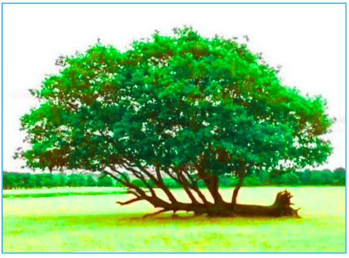 Vallen, opstaan en doorgaan!
Dat is wat de natuur ons leert.