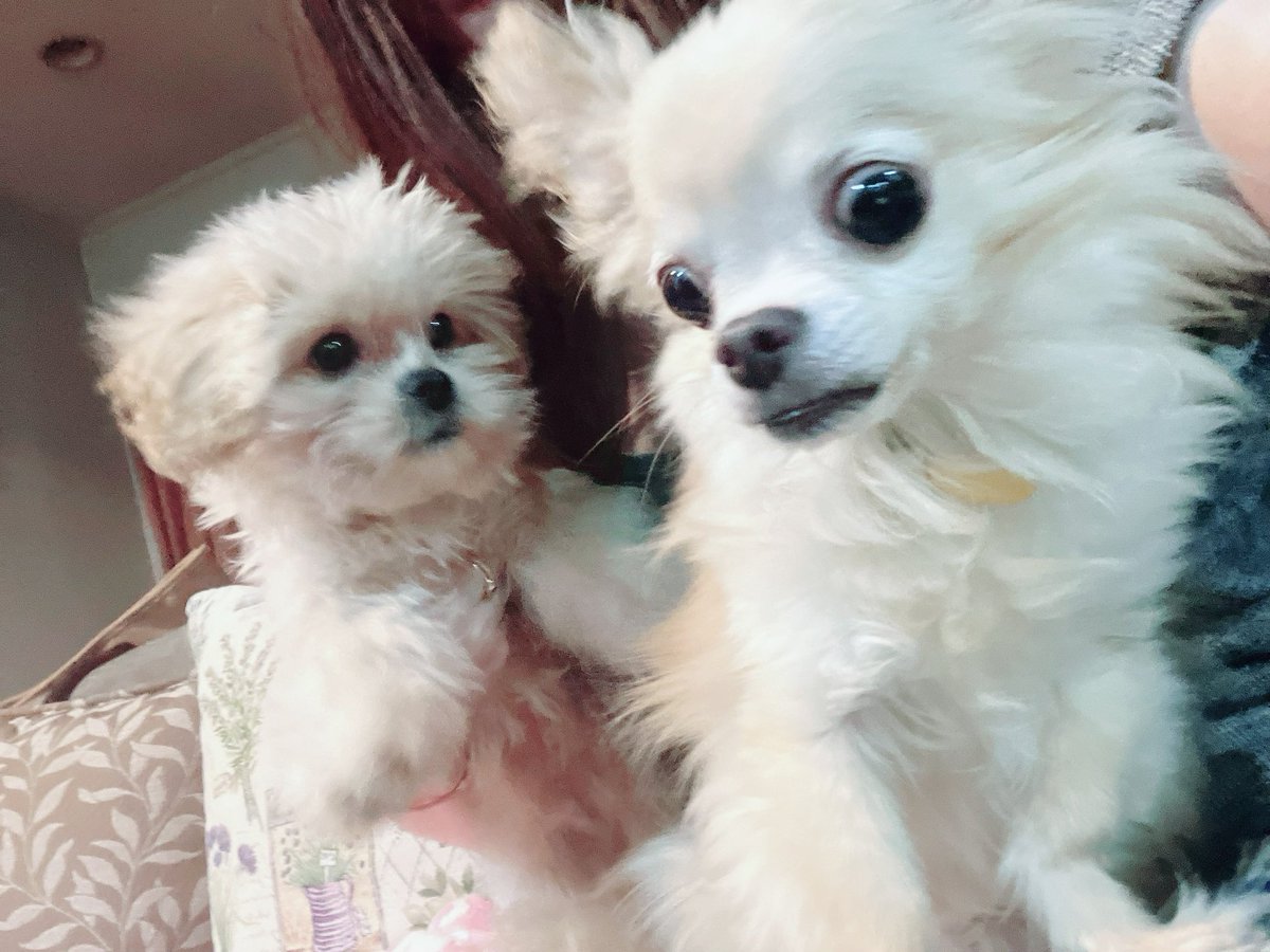 karen_oui's tweet image. 雷こわがりボーイたち。
#犬のいる暮らし #チワプー #ペキプー #弟ができて前よりは勇敢になった兄⚡️