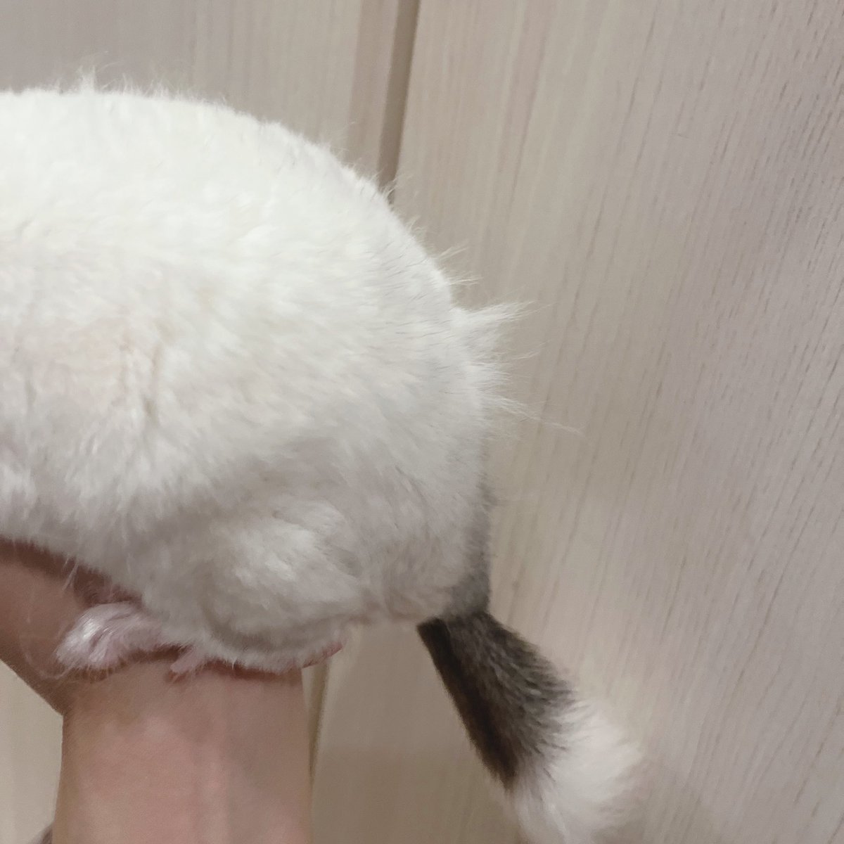 セサミがお尻触られるの嫌がるからこのまんま　ポワポワ過ぎる