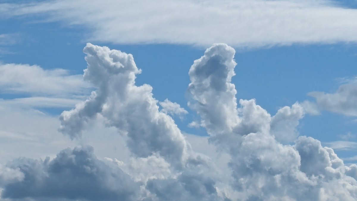 Ща котейка поймает мишку