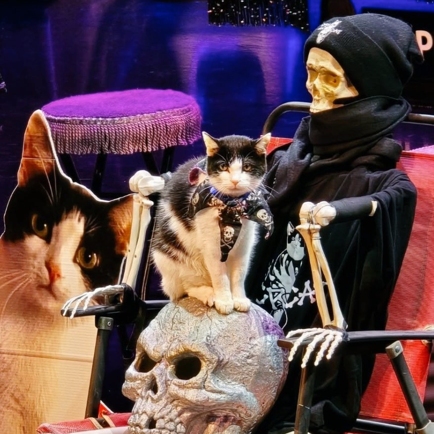 I DON'T DO MONDAYS 🗡️🩸⚰️
#JAXACROCAT #ACROCATS #JAXONTHESKULL