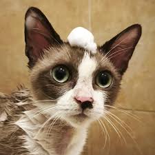 Not every coin is meant to smell good.
Some are meant to smell profitable.
$Smelly 🚀