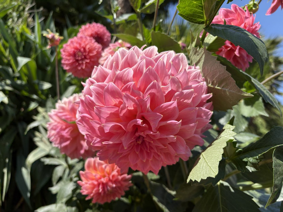 Jane Solomons tweet media