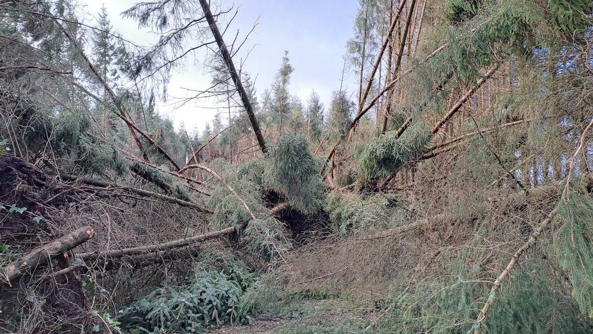 Teagasc Galway/Clare (@teagascgc) on Twitter photo Forestry storm damage or other forestry questions?
Get advice and information about forestry issues at a free <a href="/teagascforestry/">Teagasc Forestry 🌳🌲🌳🌲</a> clinic in Teagasc office Ballinasloe
Thursday 28th August.
Prior booking of a one-to-one consultation is essential
To book ring 090 9642456 Forestry storm damage or other forestry questions?
Get advice and information about forestry issues at a free <a href="/teagascforestry/">Teagasc Forestry 🌳🌲🌳🌲</a> clinic in Teagasc office Ballinasloe
Thursday 28th August.
Prior booking of a one-to-one consultation is essential
To book ring 090 9642456