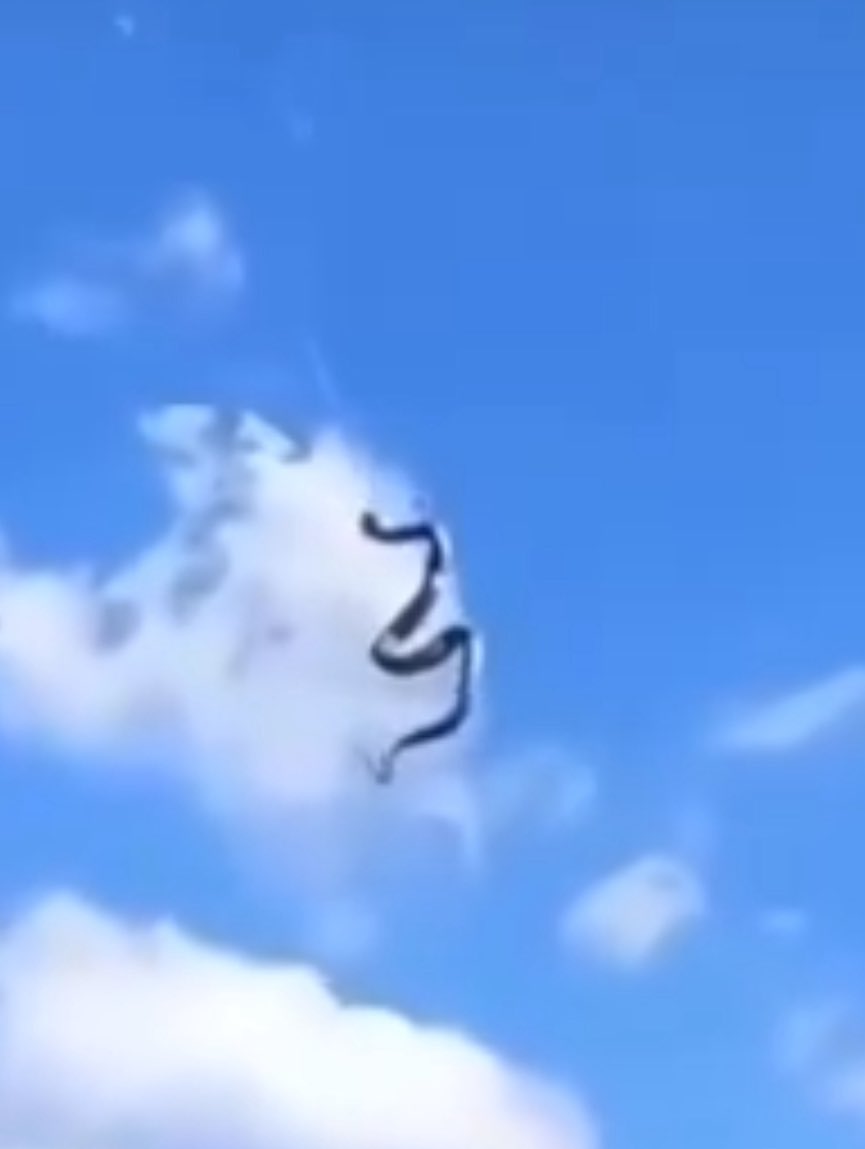 Perka 🐟 tweet media