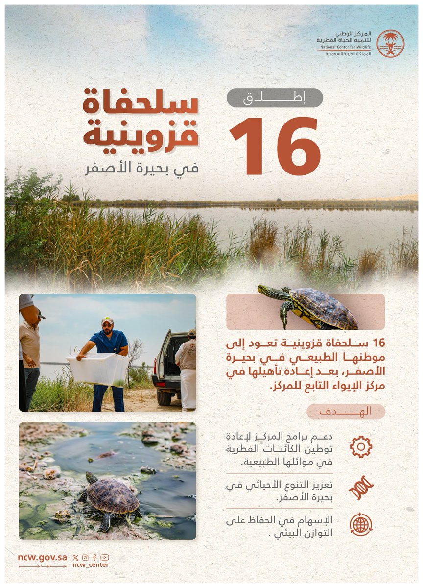 المركز يُطلق ١٦ سلحفاة قزوينية بالتعاون مع <a href="/ncvcksa/">المركز الوطني لتنمية الغطاء النباتي ومكافحة التصحر</a> في بحيرة الأصفر، بعد إعادة تأهيلها في مركز الإيواء، تعزيزًا للتنوع الأحيائي ودعمًا للتوازن البيئي.

#بحياتها_نحيا