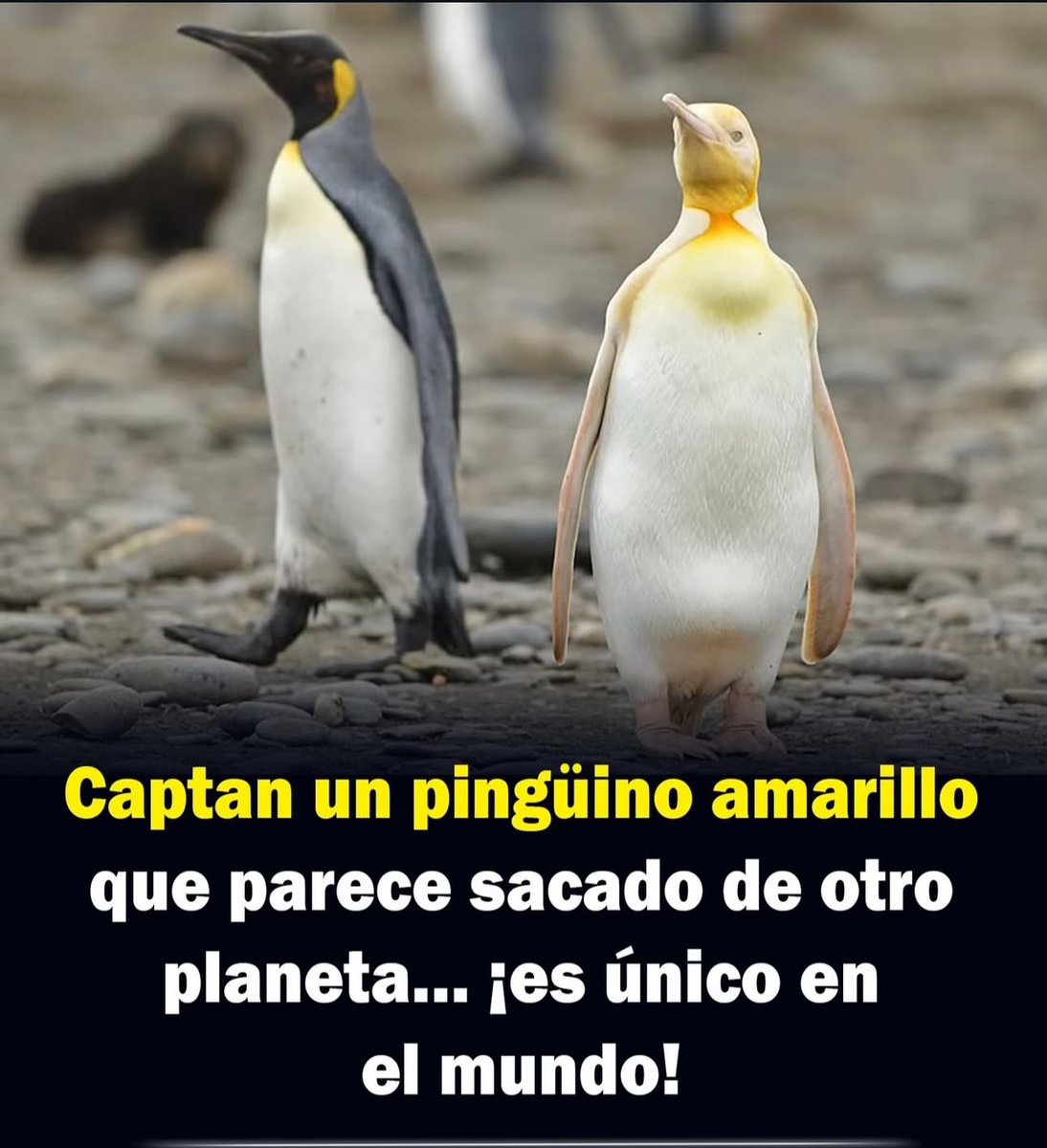 La gente común no sabe identificar a un shiny cuando lo ve. 🤣😂🤣😂